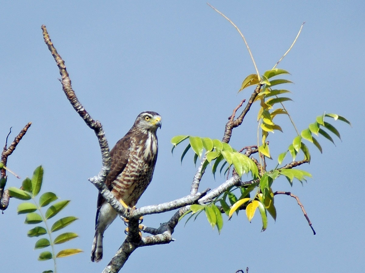 Roadside Hawk - ML613783032