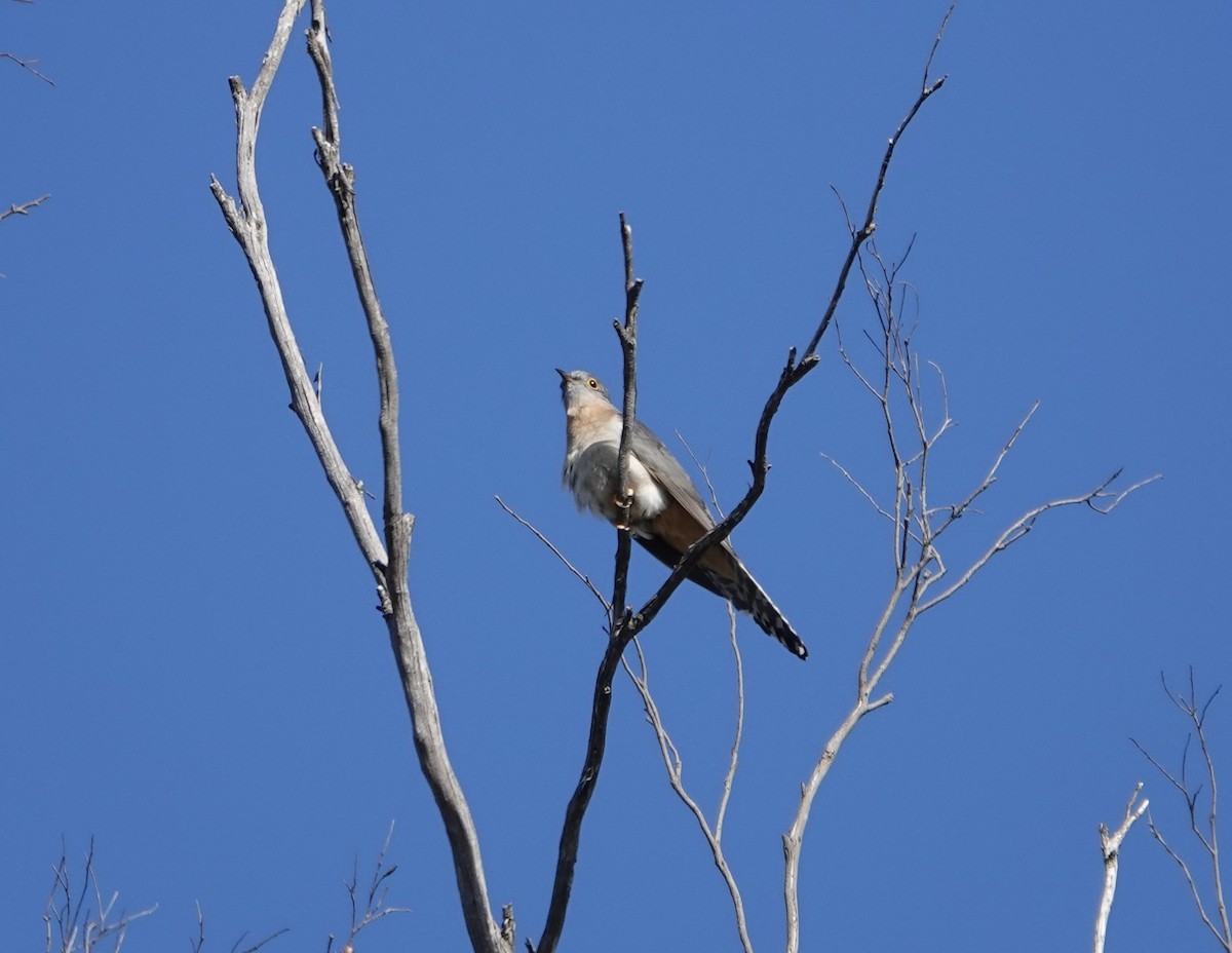 Fan-tailed Cuckoo - Jared Bennett