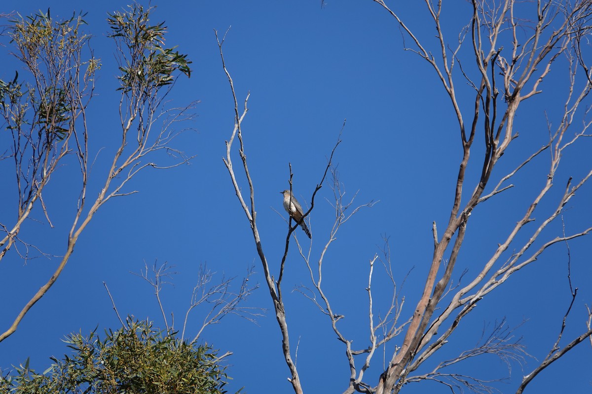 Fan-tailed Cuckoo - ML613783066