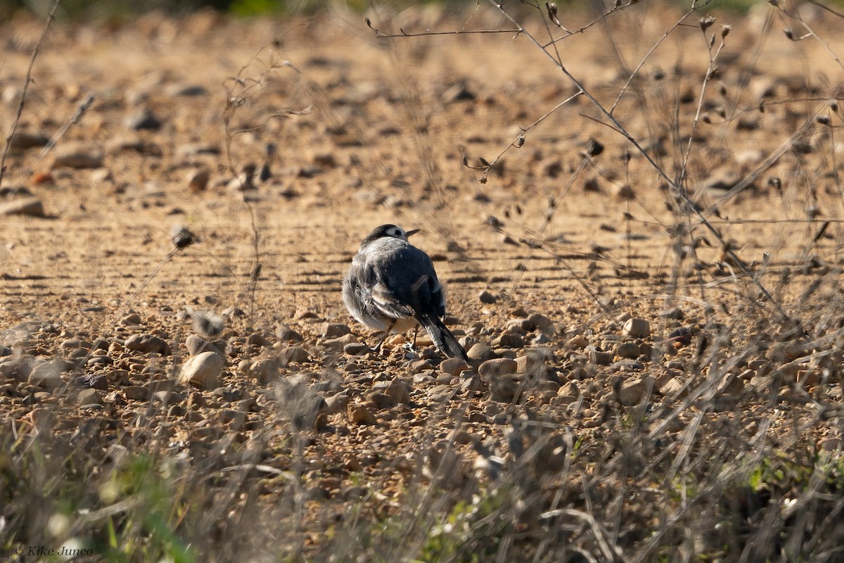 White Wagtail - ML613783091