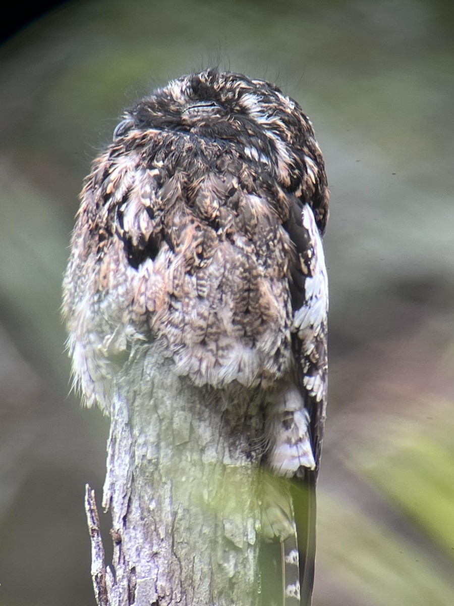 Andean Potoo - ML613783095