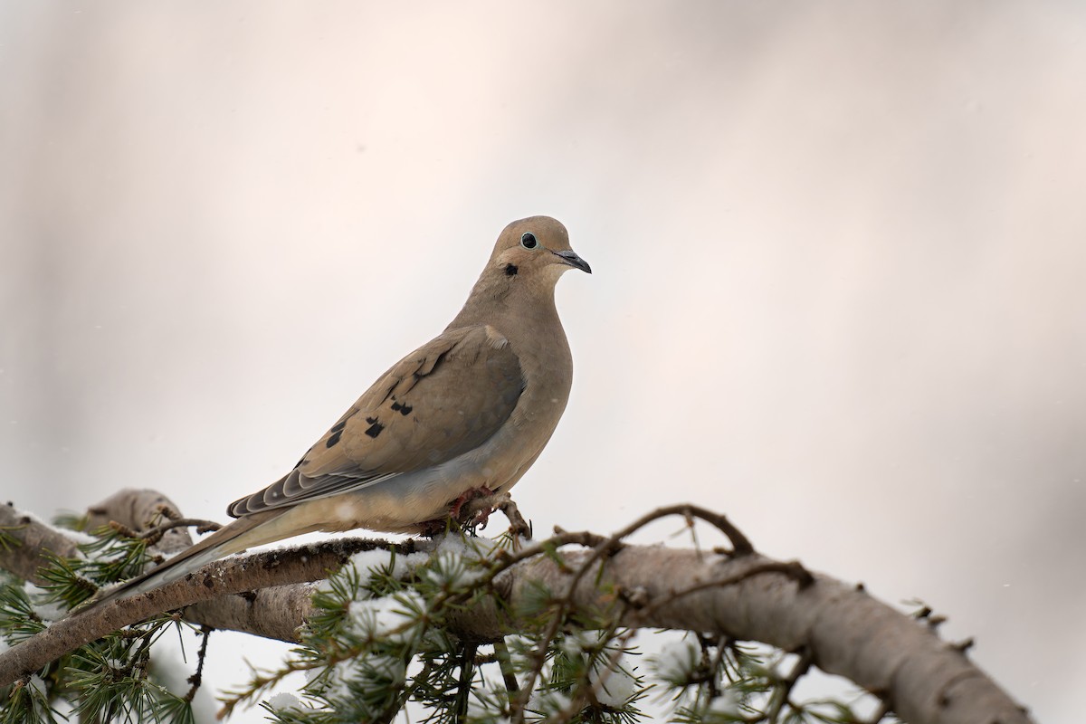 Mourning Dove - ML613783114