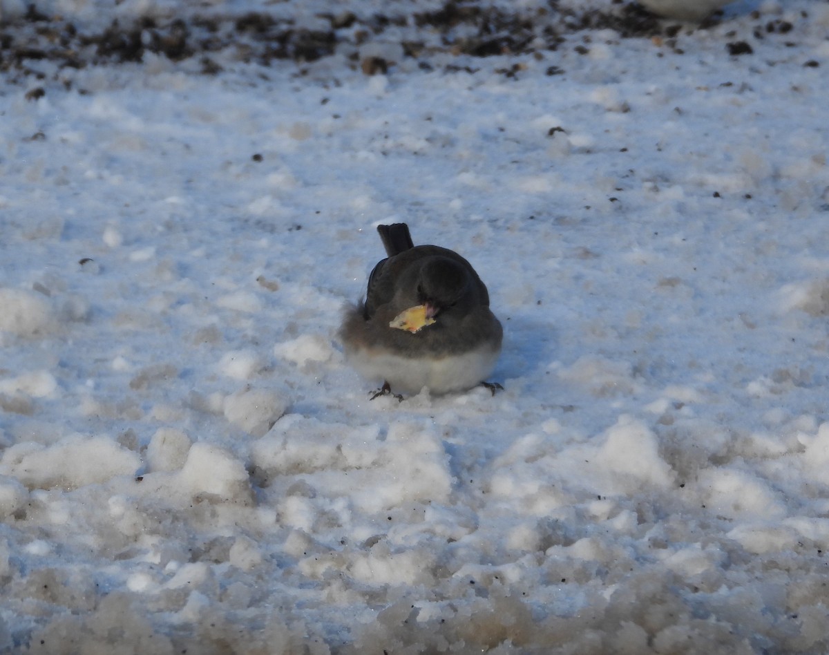 Dark-eyed Junco - ML613783129