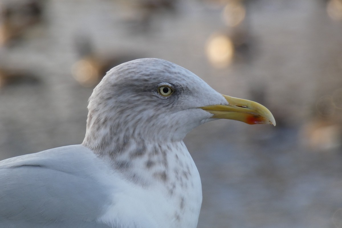 Gaviota Argéntea - ML613783148