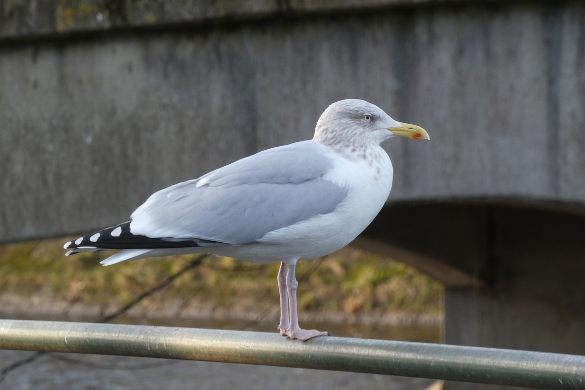 Goéland argenté - ML613783149