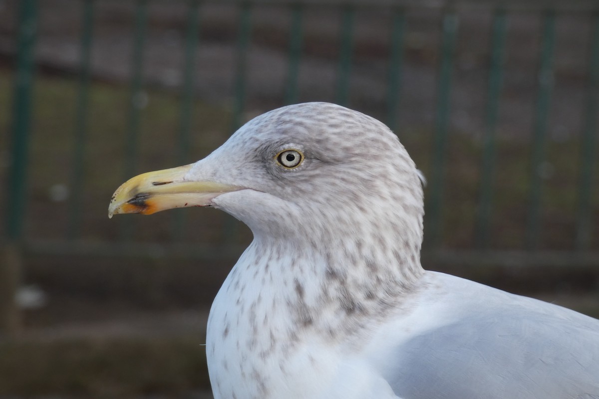 Herring Gull - ML613783151