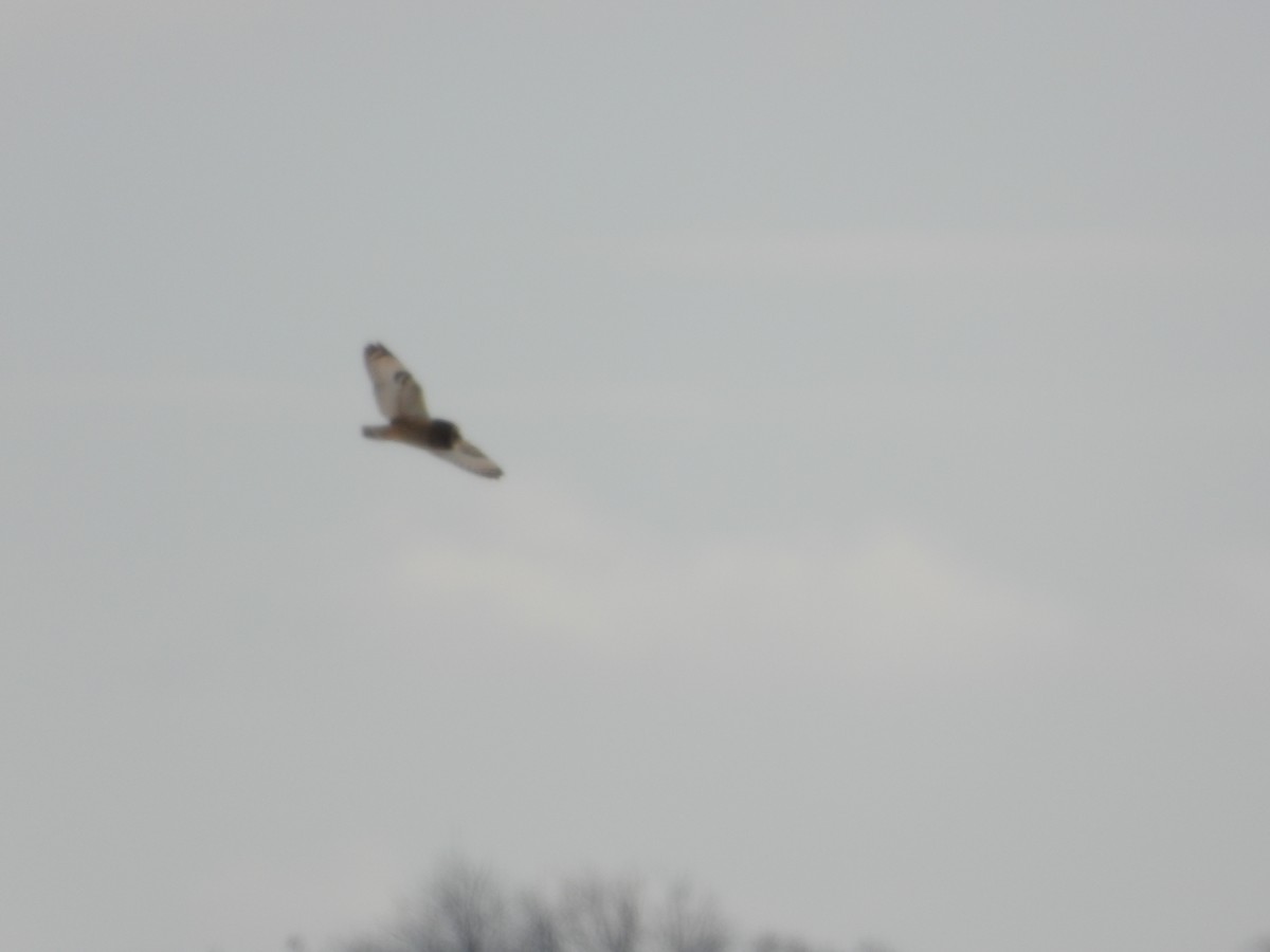 Short-eared Owl - ML613783160