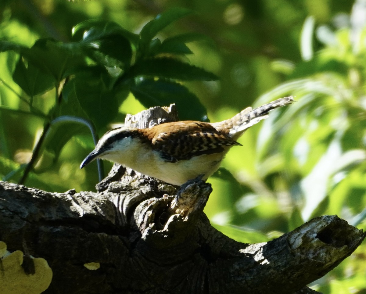 Rufous-naped Wren - linda kleinhenz