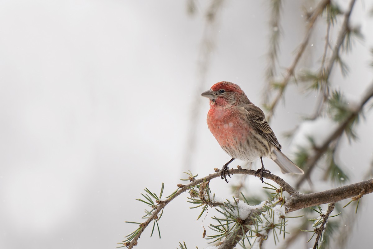 House Finch - Ryan Ford