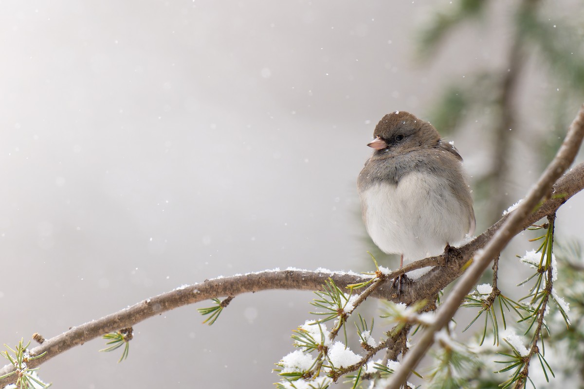 Dark-eyed Junco (Slate-colored) - ML613783191