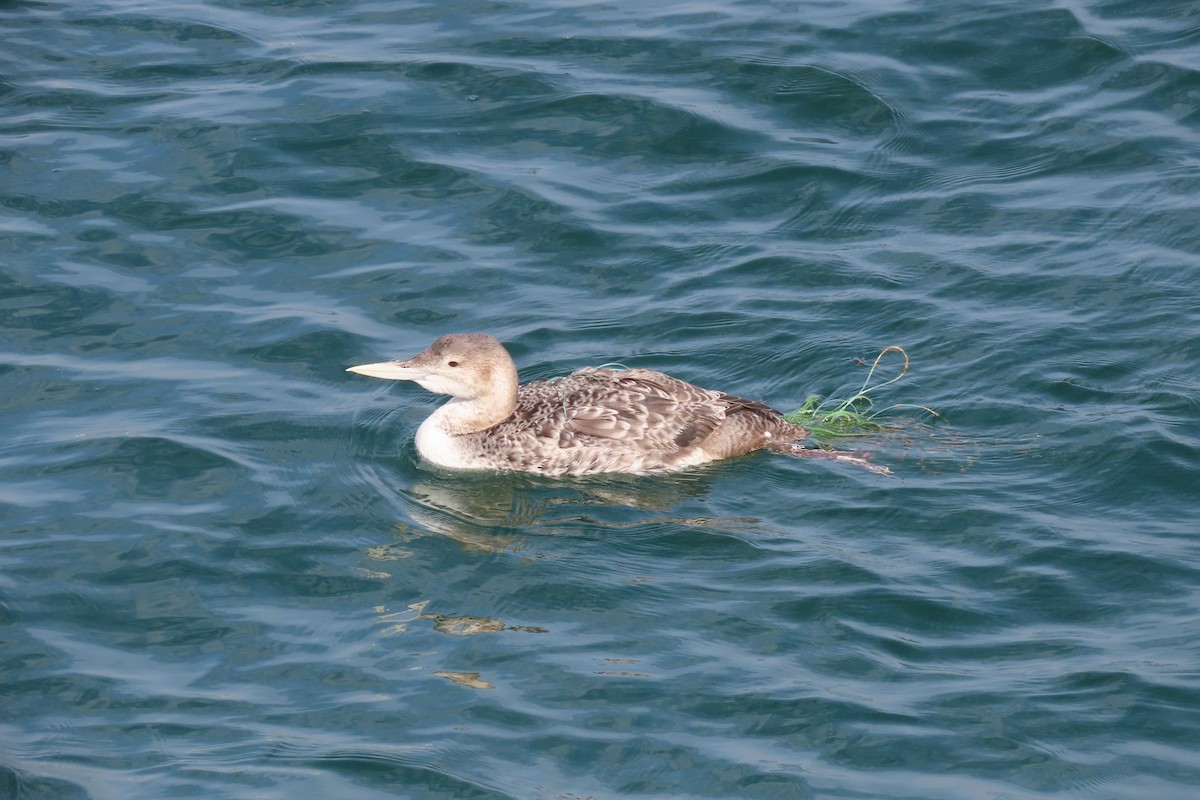 Yellow-billed Loon - ML613783212