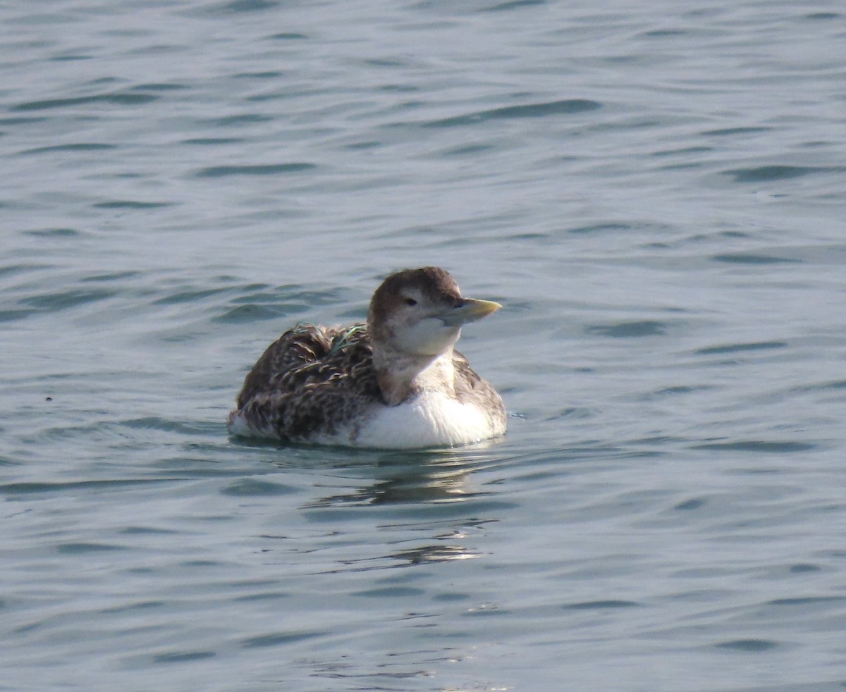 Yellow-billed Loon - ML613783251