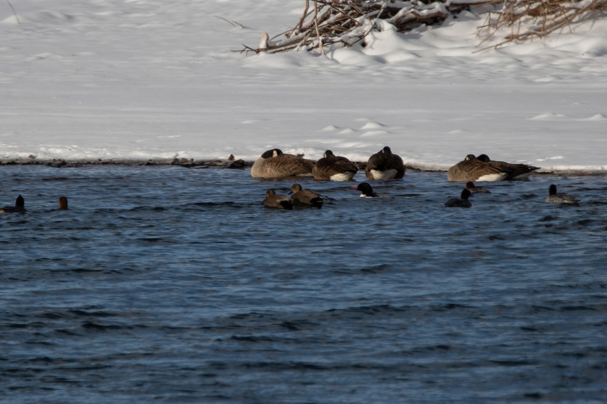 Gadwall - ML613783264