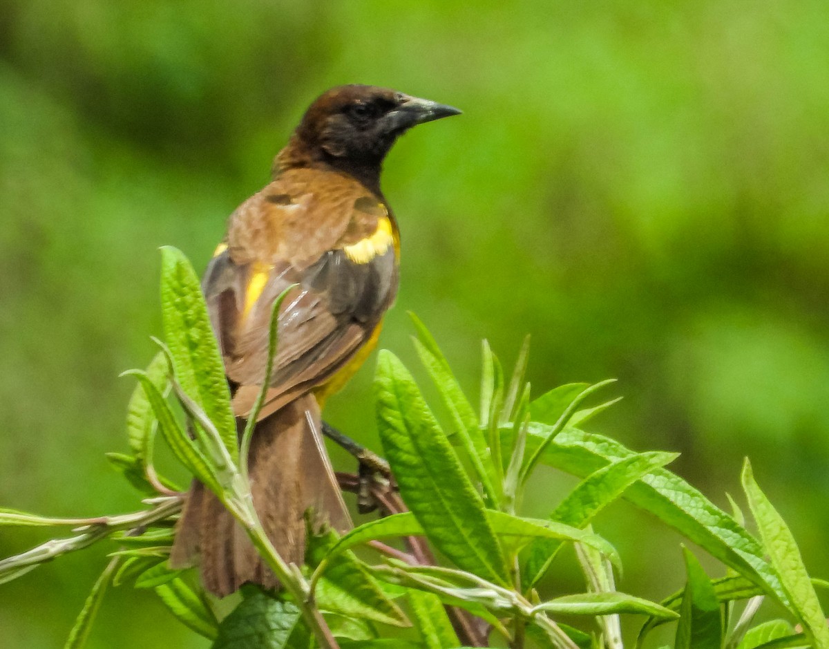 Yellow-rumped Marshbird - ML613783266