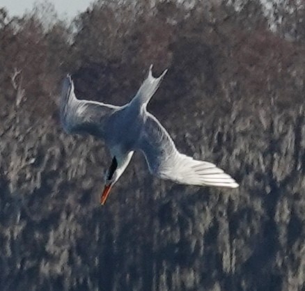 Royal Tern - ML613783348