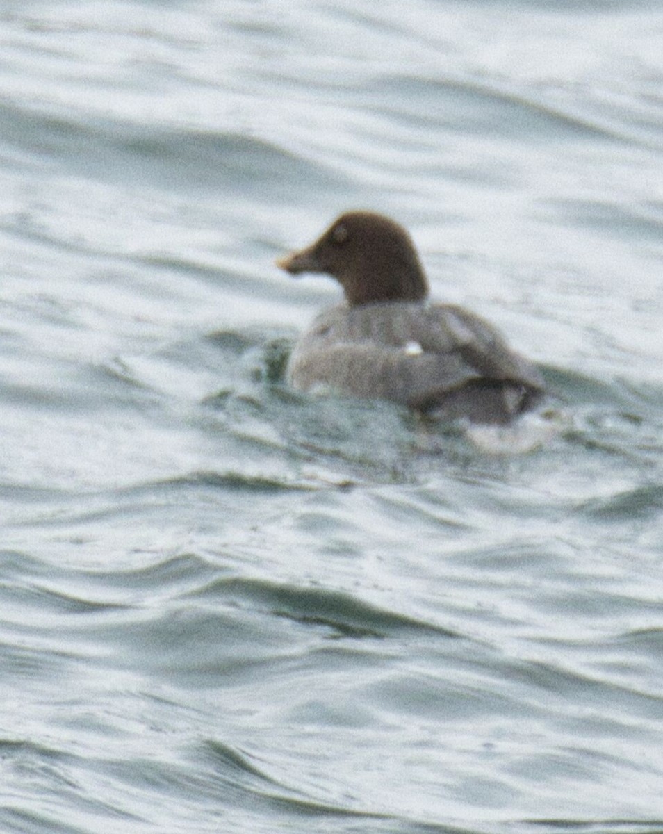 Common Goldeneye - ML613783409