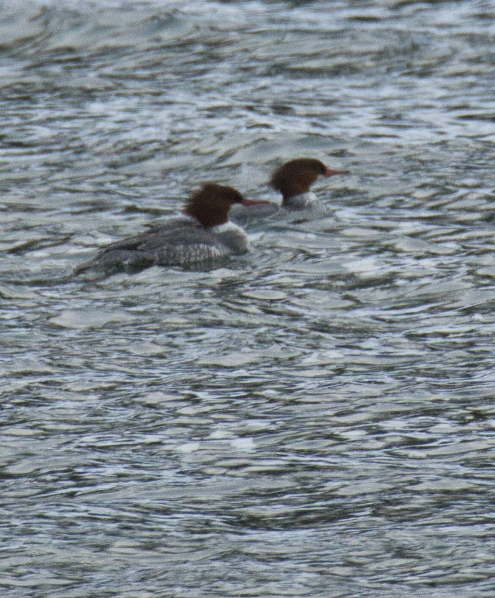 Common Merganser - ML613783451