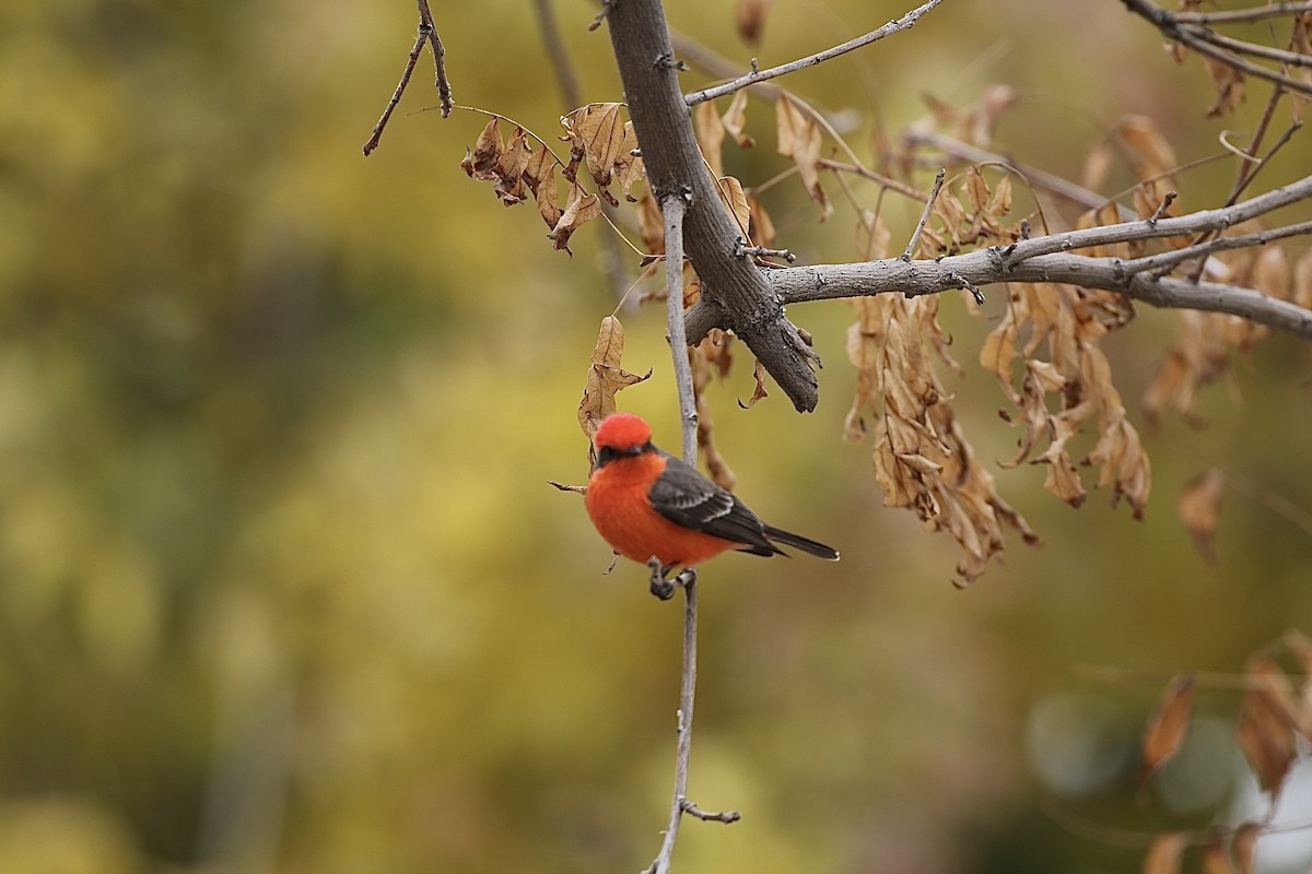 Vermilion Flycatcher - ML613783475