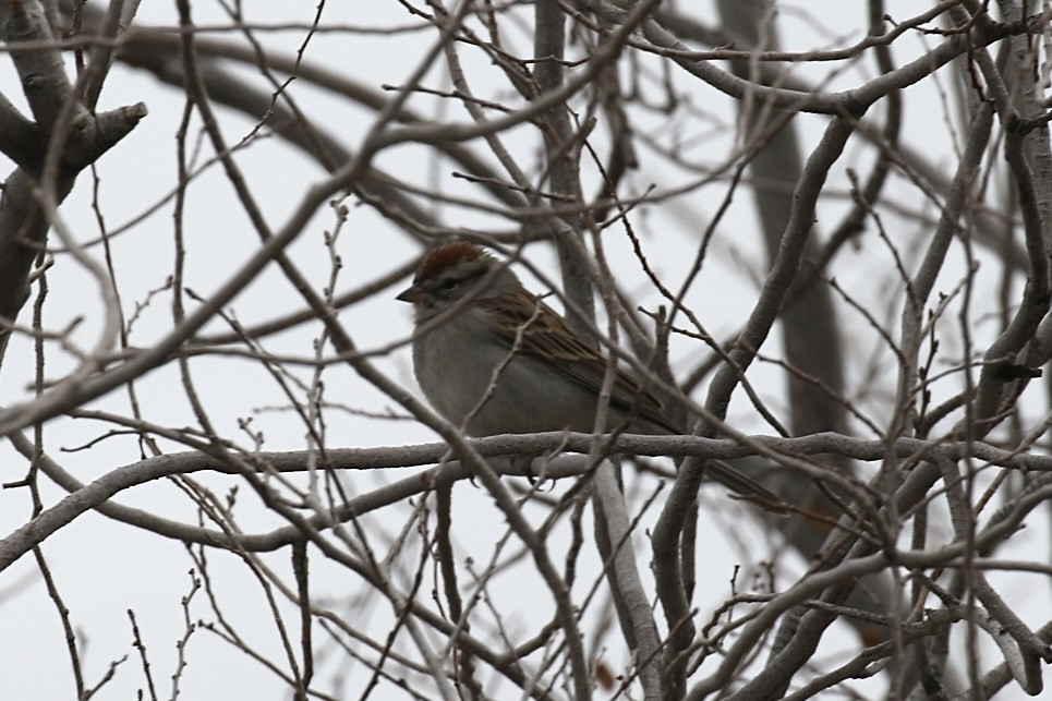 Chipping Sparrow - ML613783519