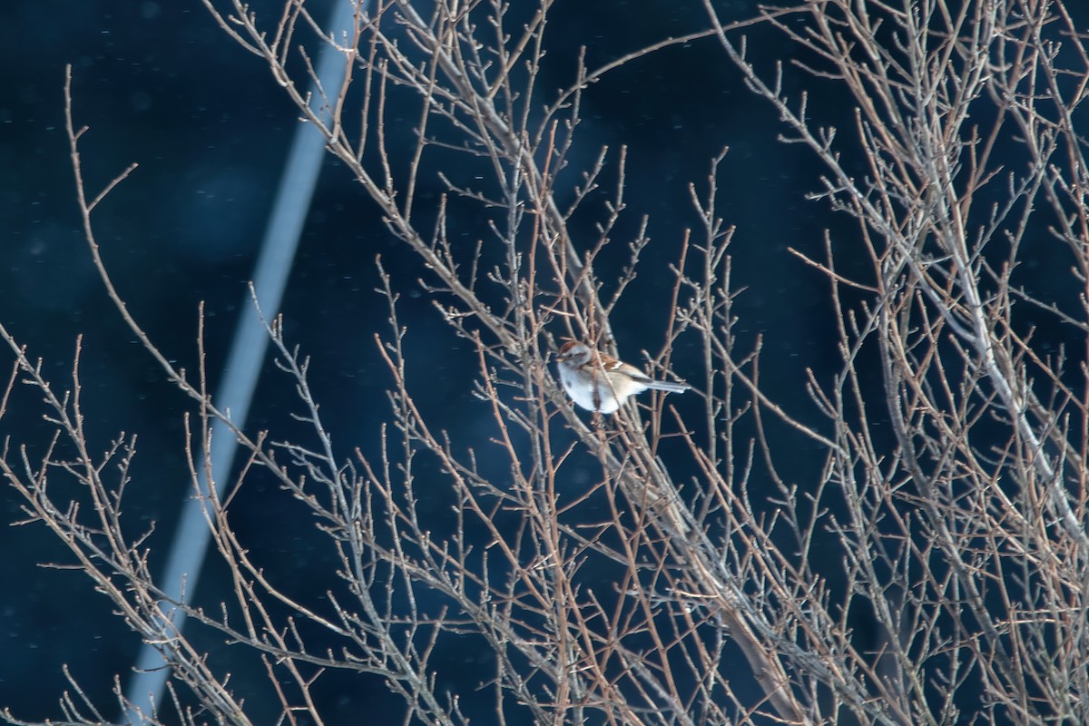 American Tree Sparrow - ML613783563