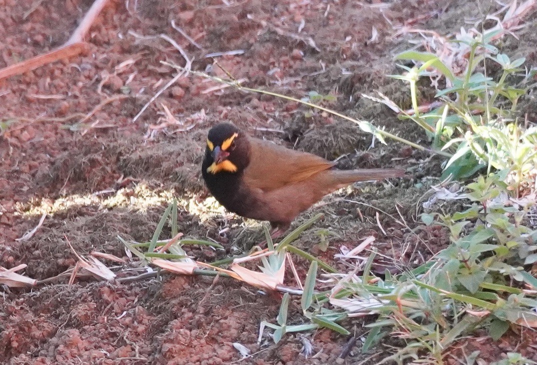 Yellow-faced Grassquit - linda kleinhenz