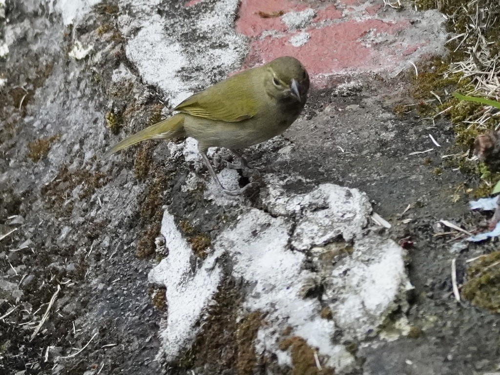 Yellow-faced Grassquit - linda kleinhenz