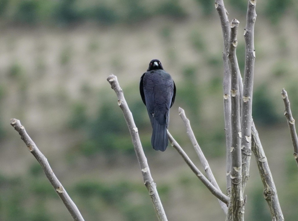 Giant Cowbird - linda kleinhenz