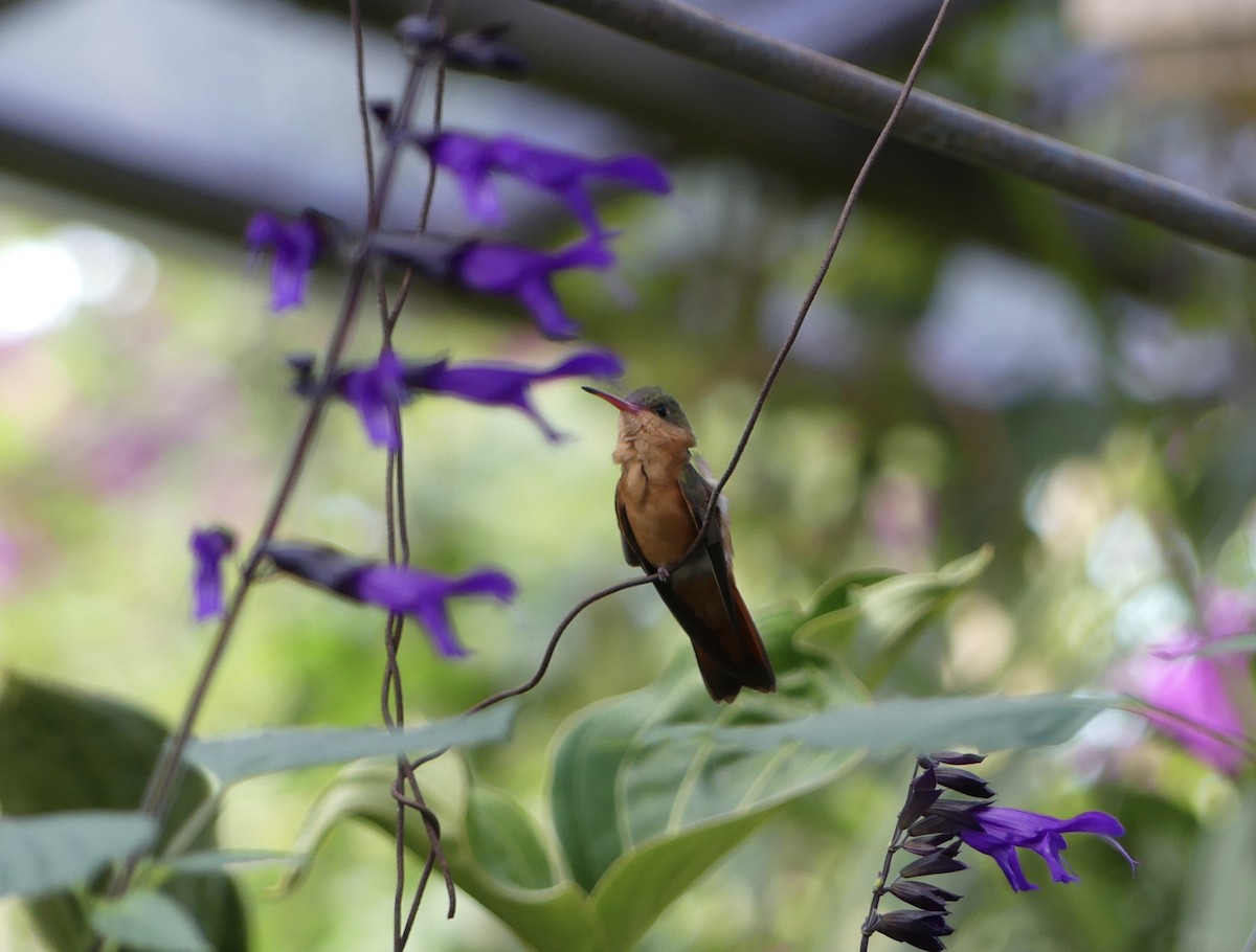 kolibřík ryšavý - ML613783714