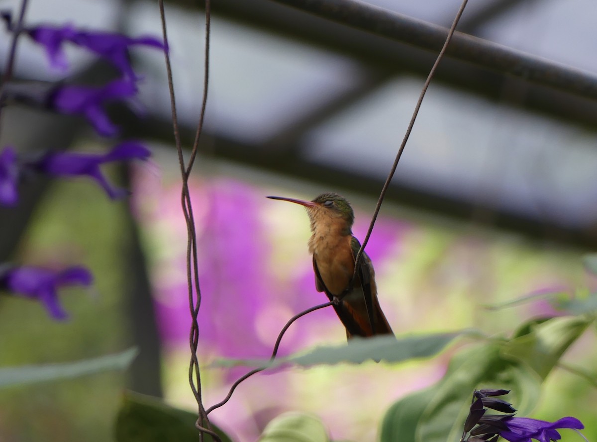 kolibřík ryšavý - ML613783715