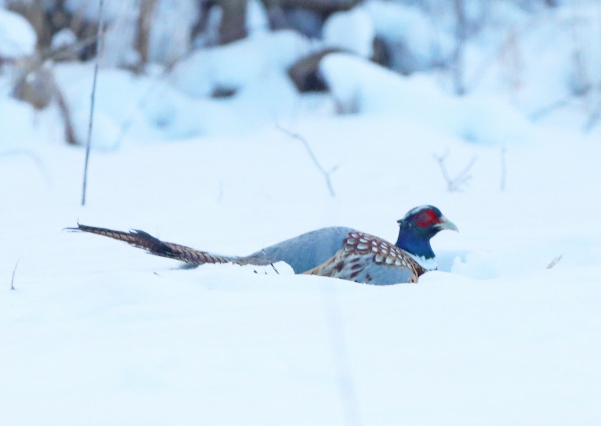 Зэрлэг гургуул - ML613783723