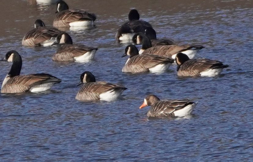 Greater White-fronted Goose - ML613783743
