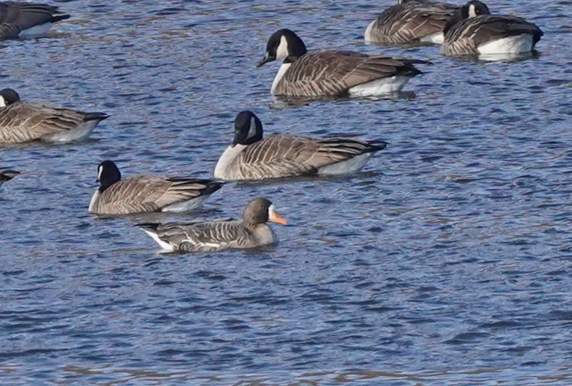 Greater White-fronted Goose - ML613783744