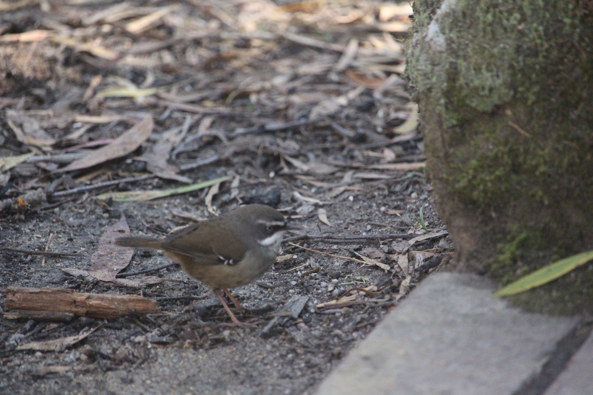 White-browed Scrubwren (White-browed) - Jan and Larry Martin