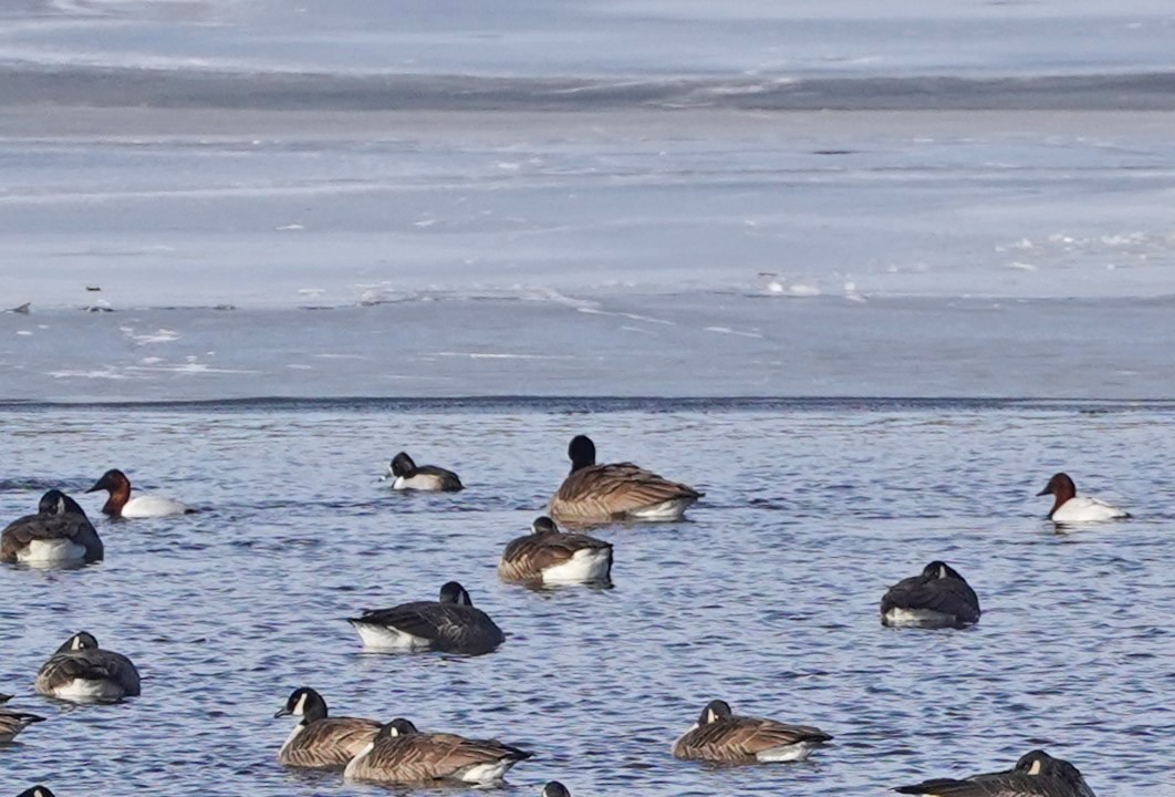 Canvasback - John Daniel