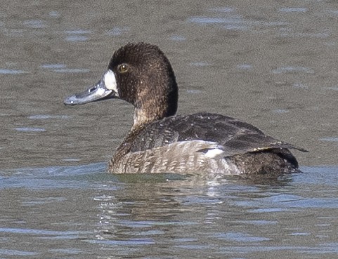 Lesser Scaup - ML613783832