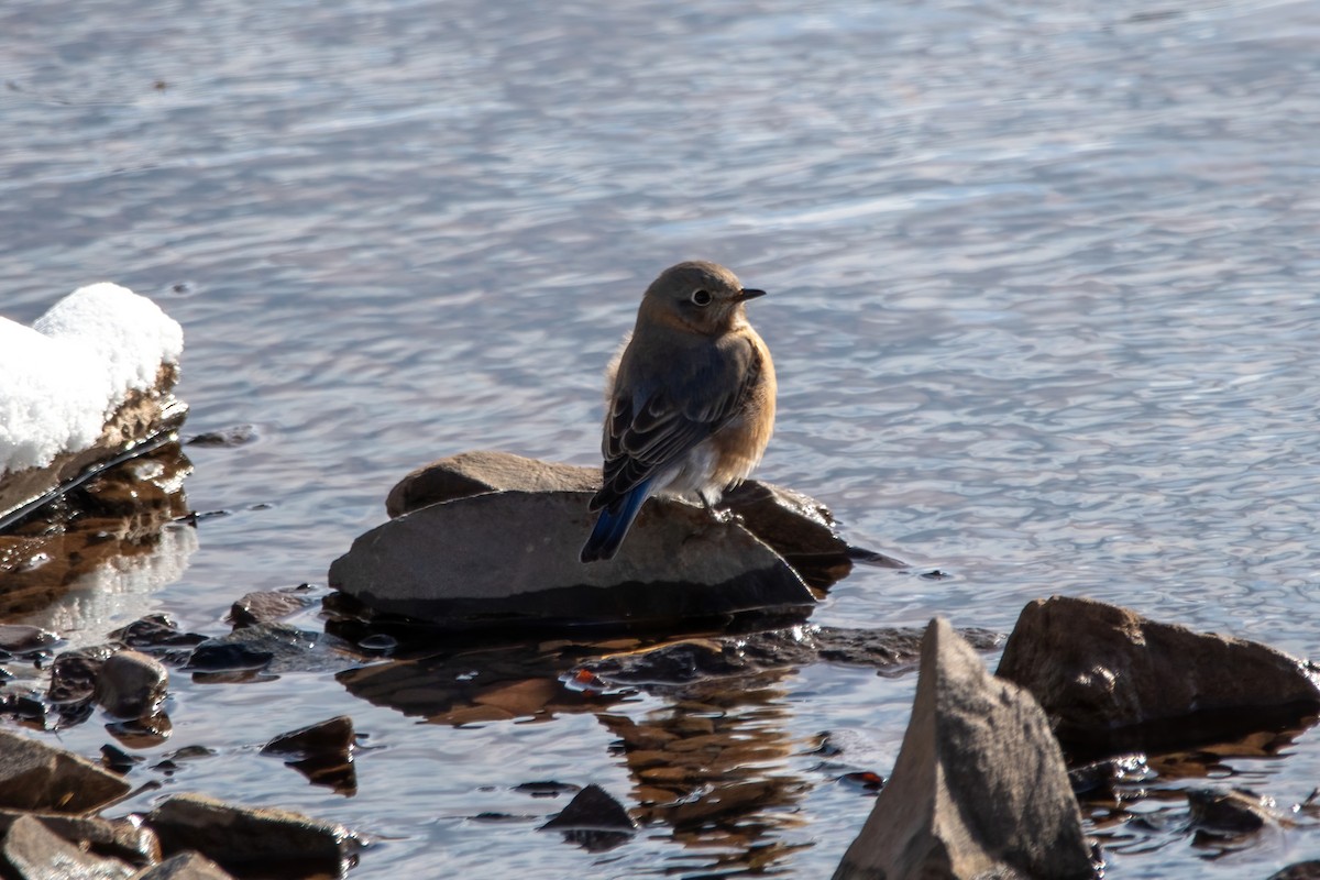 Eastern Bluebird - ML613783862