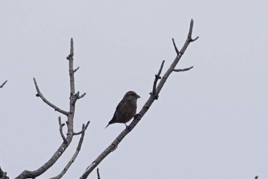 Red Crossbill - ML613783885