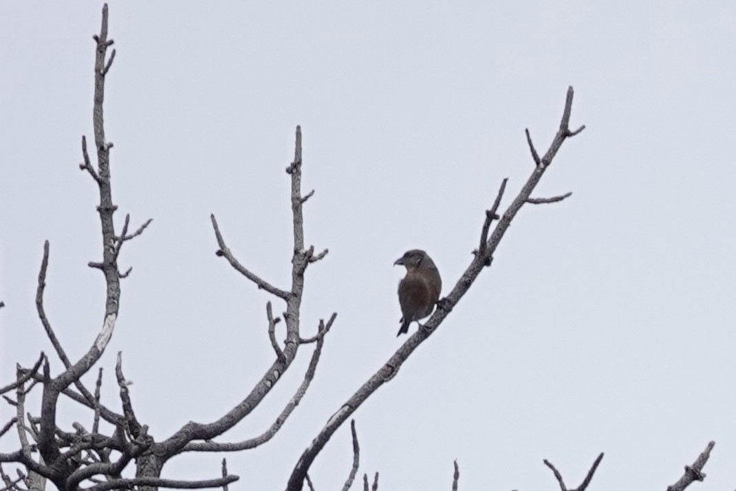 Red Crossbill - ML613783886