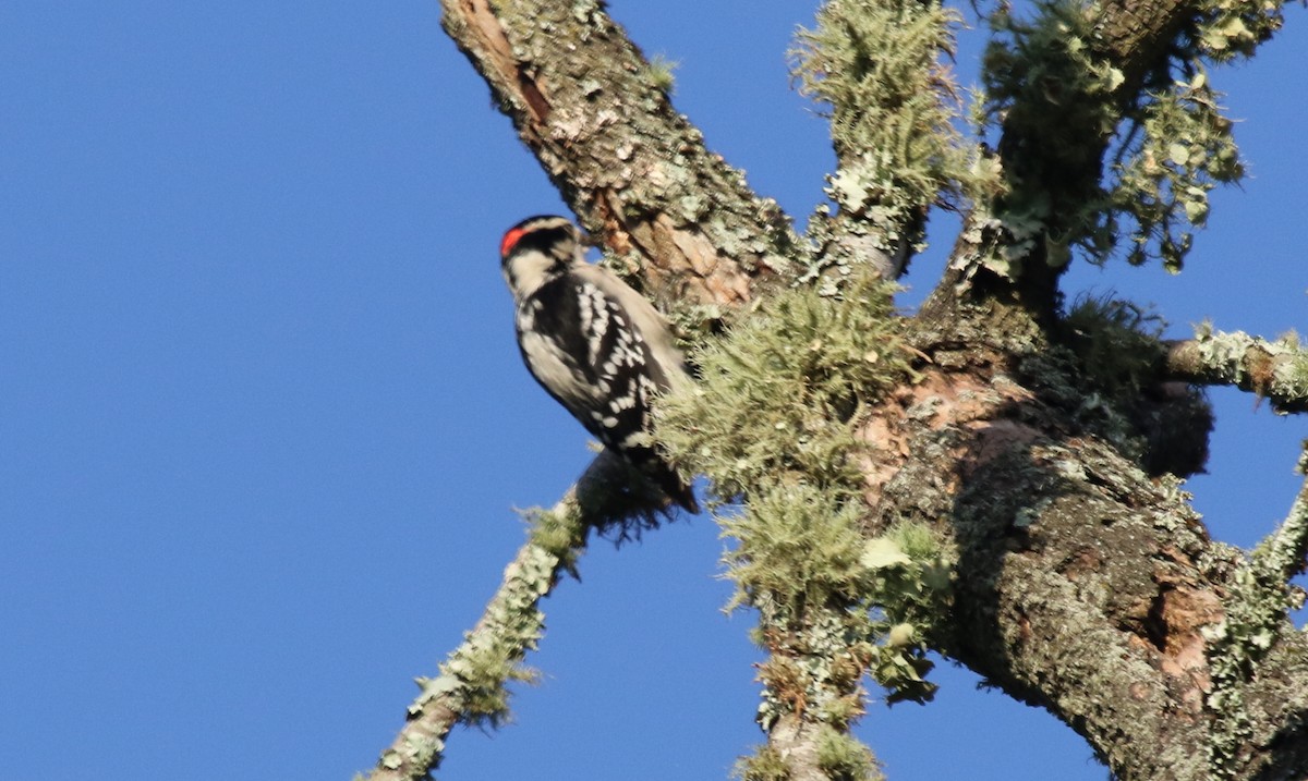 Downy Woodpecker (Eastern) - Jeffrey Blalock