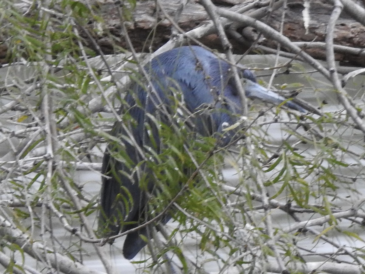 Little Blue Heron - Kris Eichers