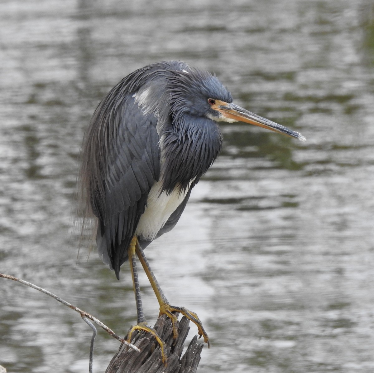 Tricolored Heron - ML613784018