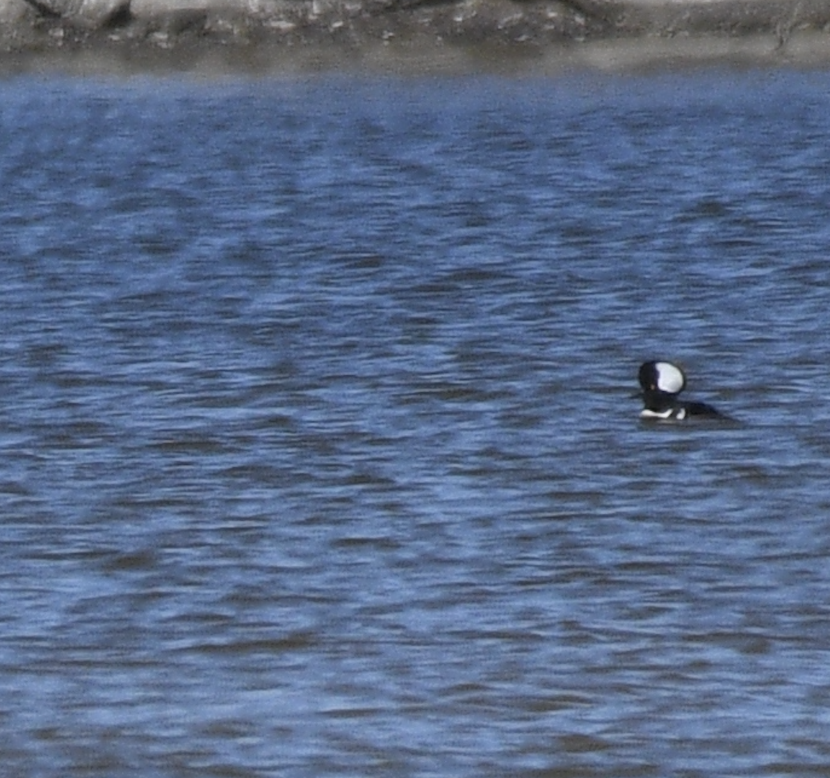 Hooded Merganser - ML613784042