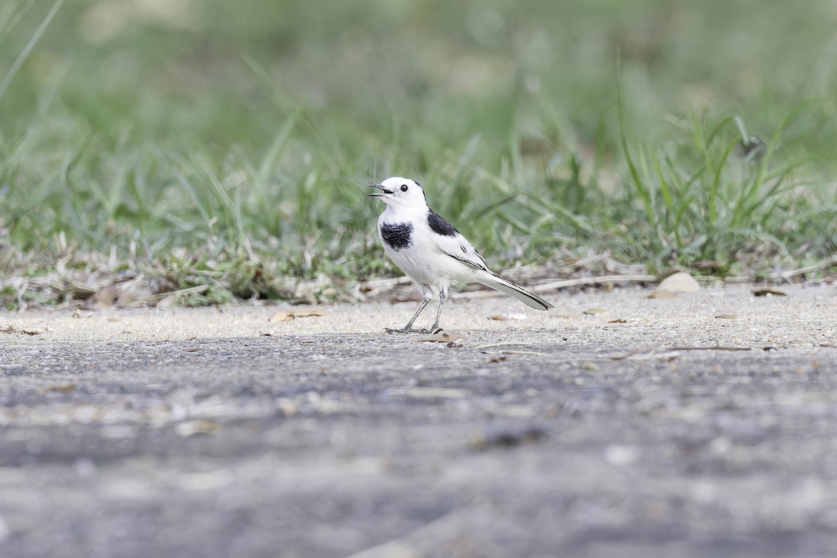 White Wagtail - Asta Tobiassen