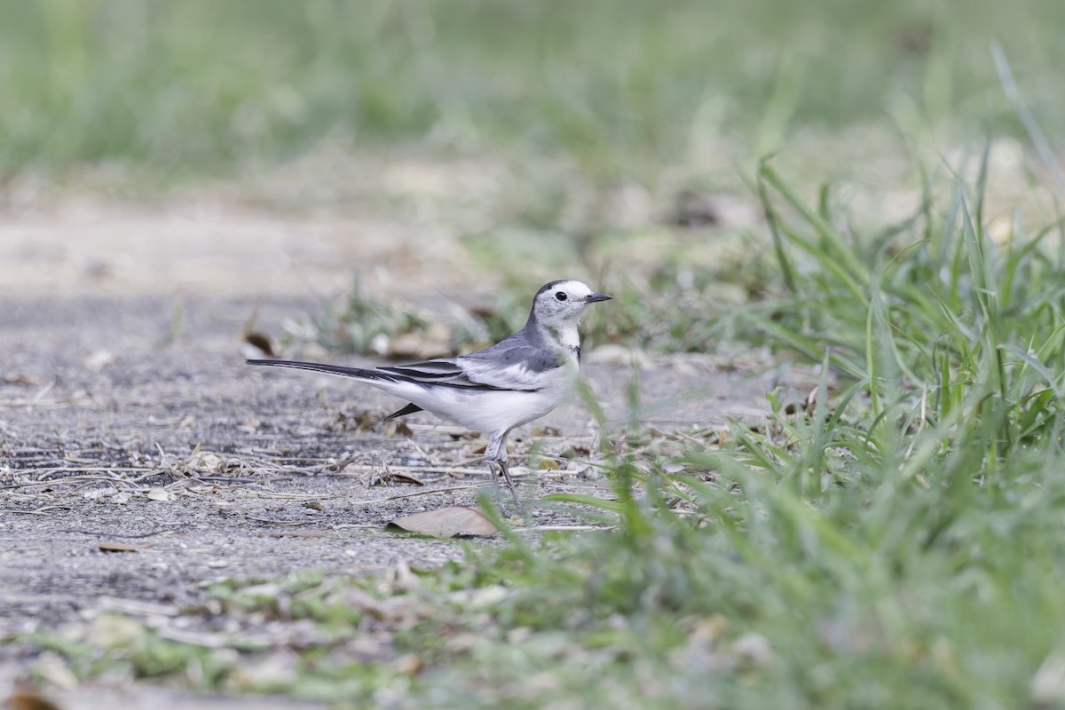 White Wagtail - Asta Tobiassen