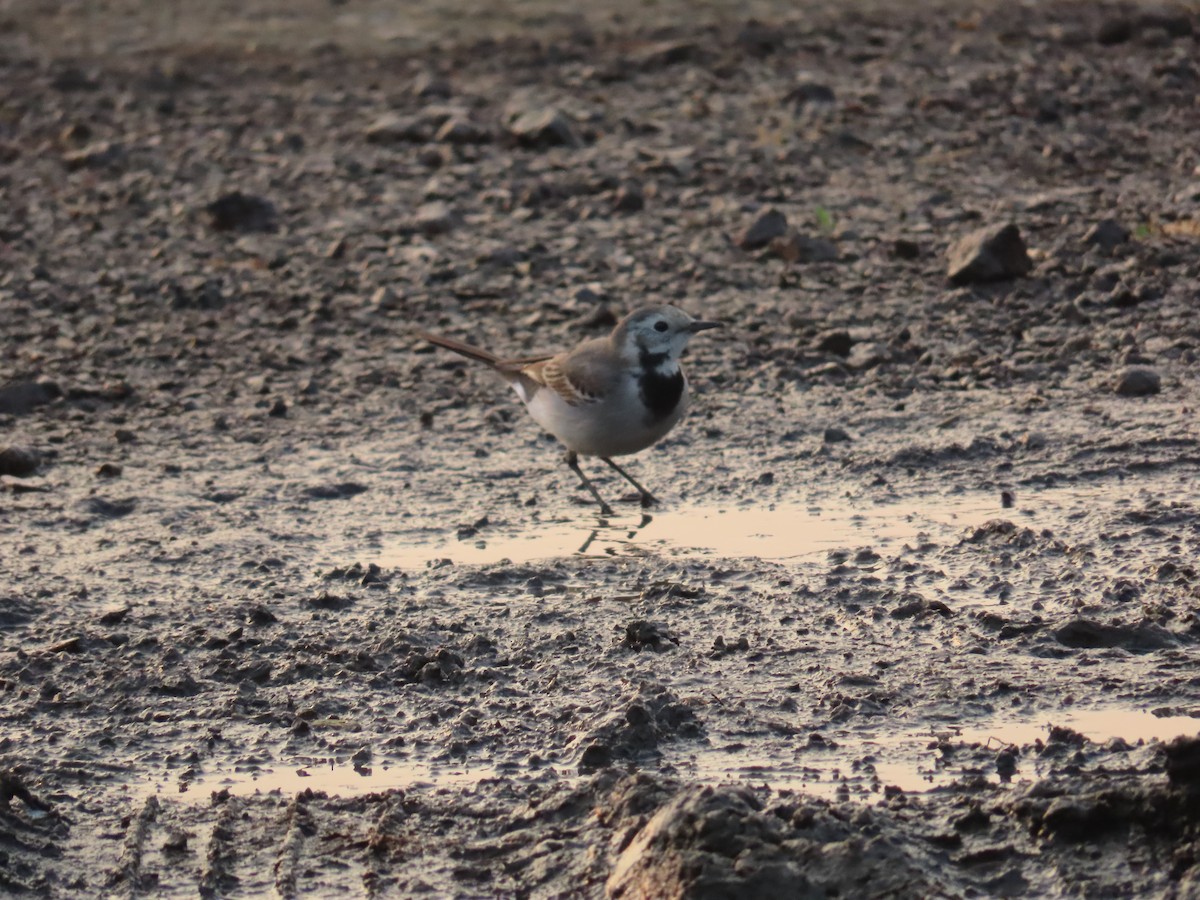 White Wagtail - ML613784235