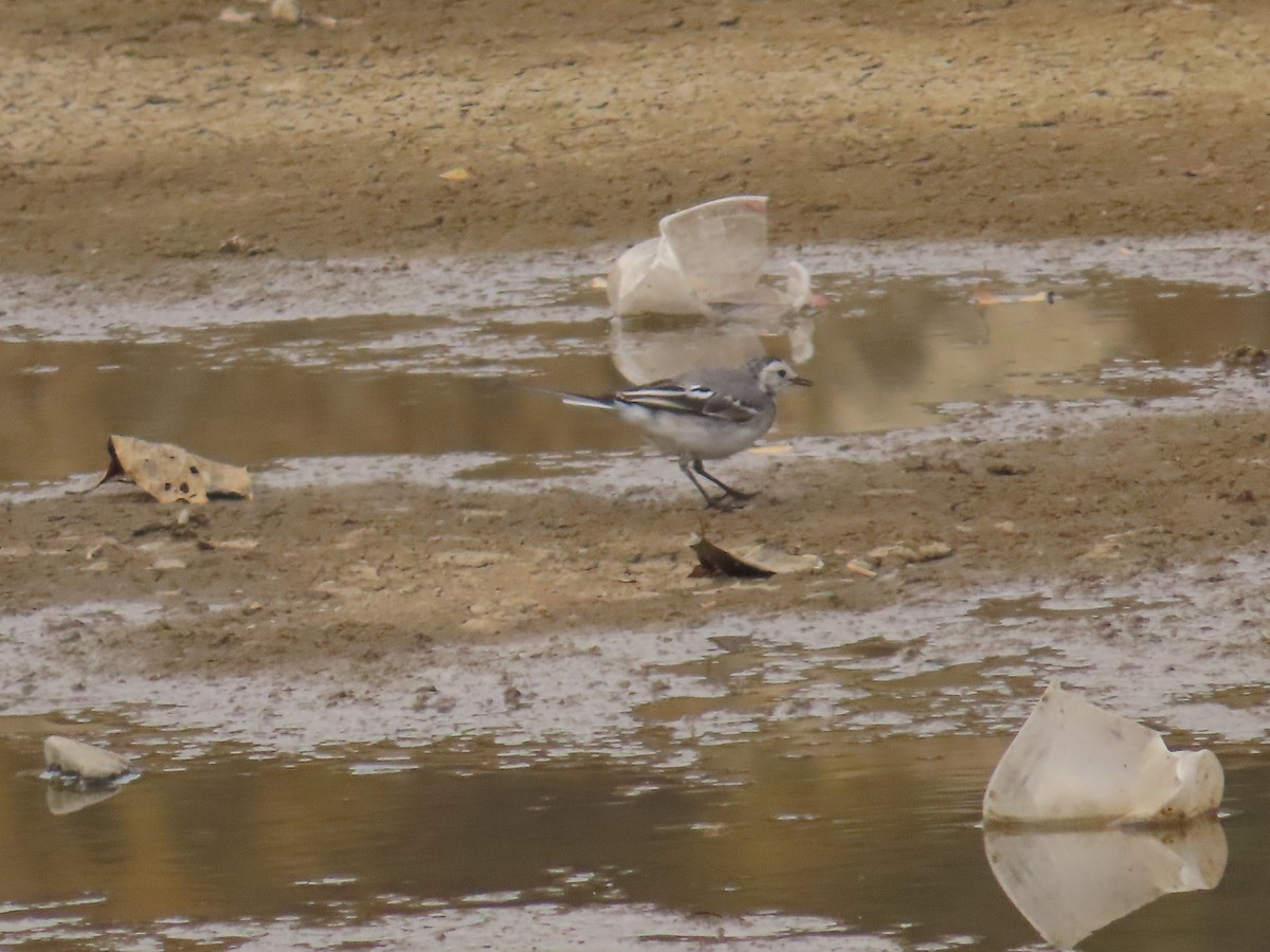 White Wagtail - Shilpa Gadgil