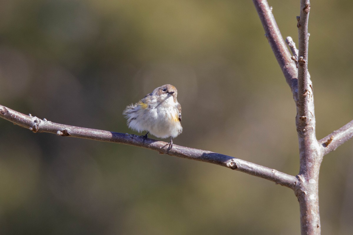 Yellow-rumped Warbler - Terry Woodward