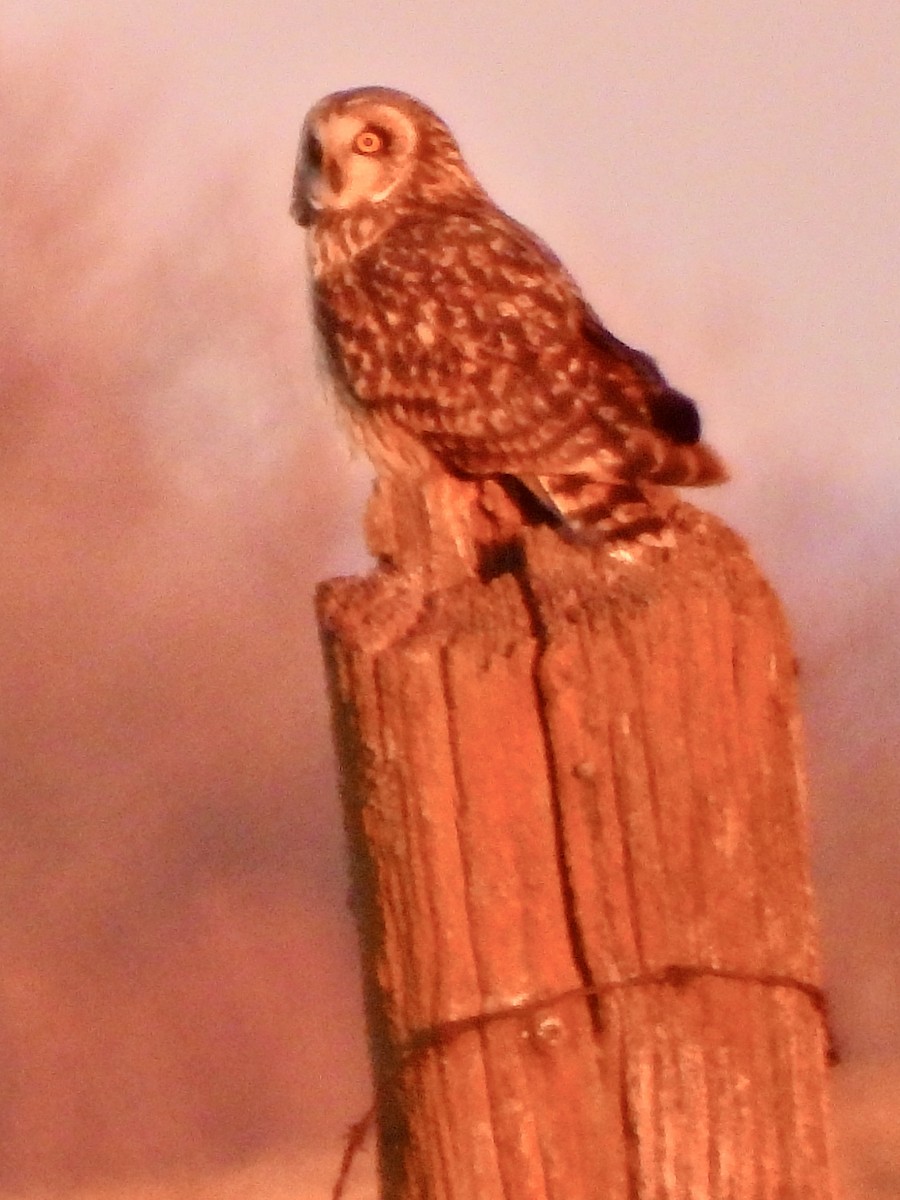 Short-eared Owl - ML613784343