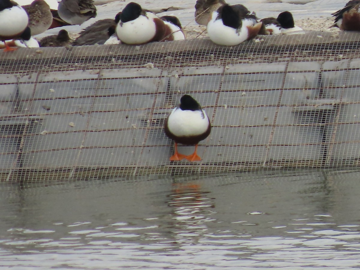 Northern Shoveler - ML613784432