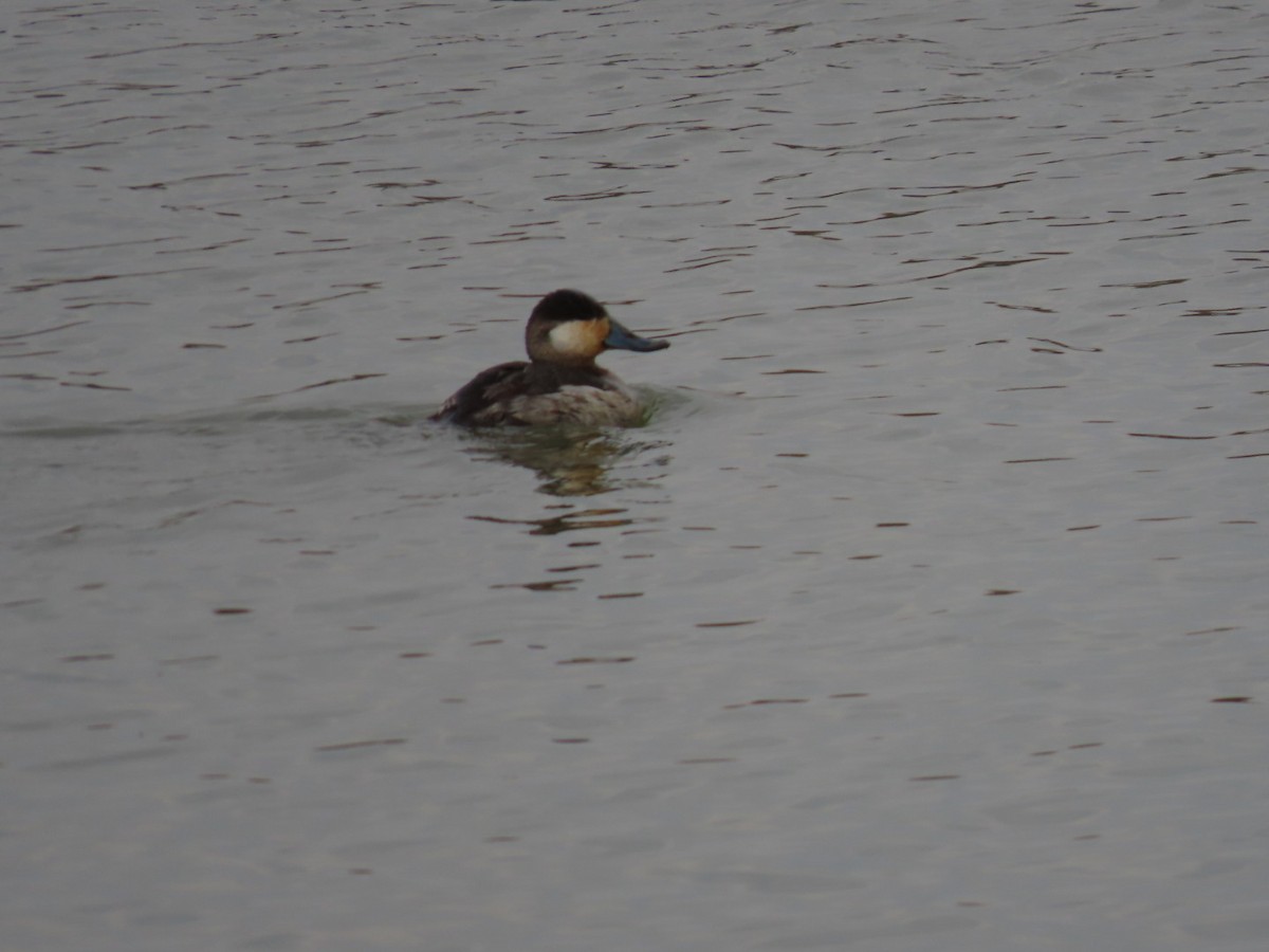 Ruddy Duck - Betsy B.